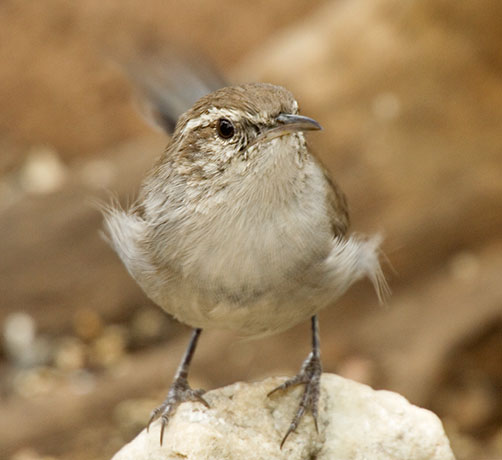 Bewick's Wren Thryomanes bewickii