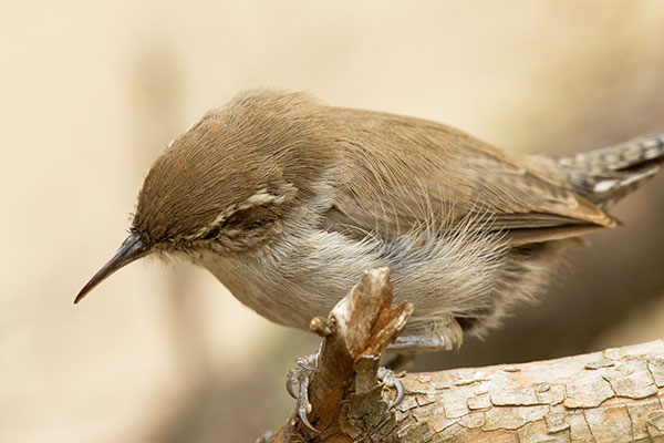Bewick's Wren Thryomanes bewickii