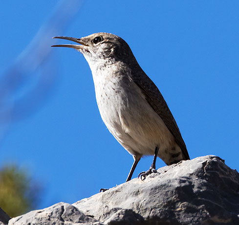 Bewick's Wren Thryomanes bewickii