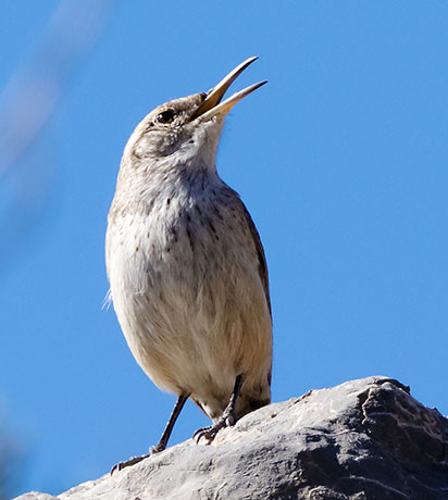 Bewick's Wren Thryomanes bewickii