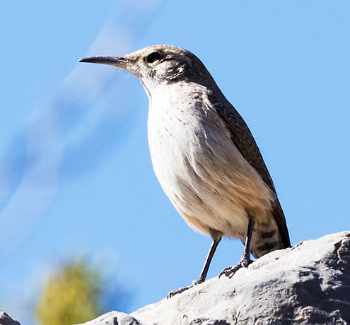 Bewick's Wren Thryomanes bewickii