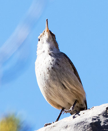 Bewick's Wren Thryomanes bewickii