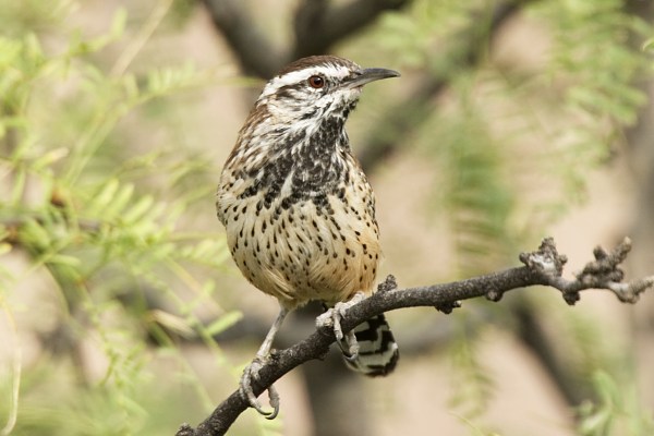 Cactus Wren Campylorhynchus brunneicapillus
