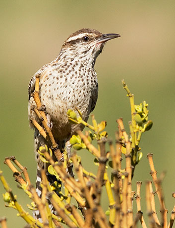 Cactus Wren Campylorhynchus brunneicapillus