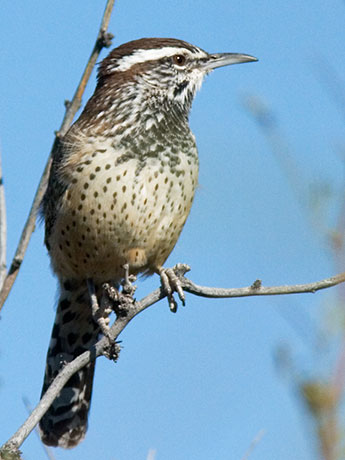 Cactus Wren Campylorhynchus brunneicapillus