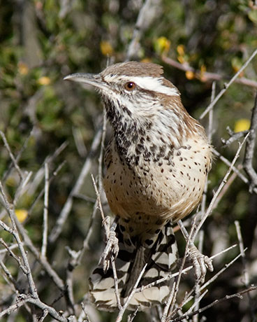 Cactus Wren Campylorhynchus brunneicapillus