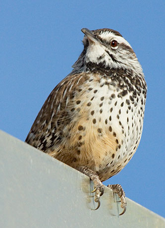 Cactus Wren Campylorhynchus brunneicapillus