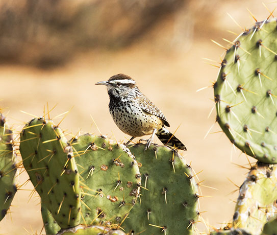 Cactus Wren Campylorhynchus brunneicapillus
