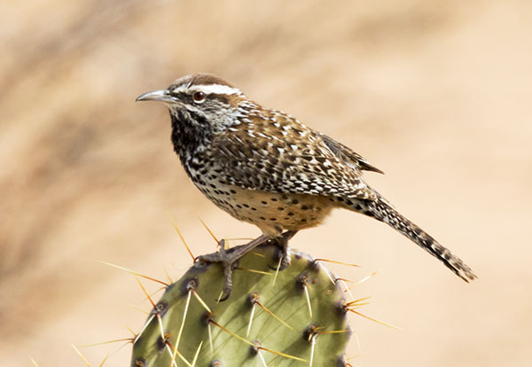 Cactus Wren Campylorhynchus brunneicapillus