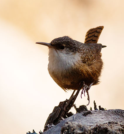 Canyon Wren Catherpes mexicanus