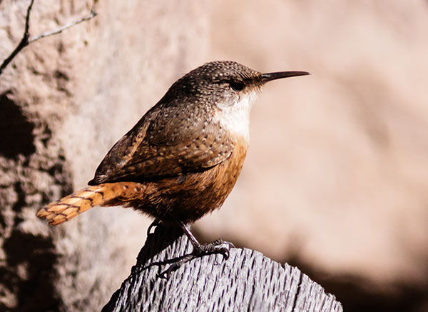 Canyon Wren Catherpes mexicanus