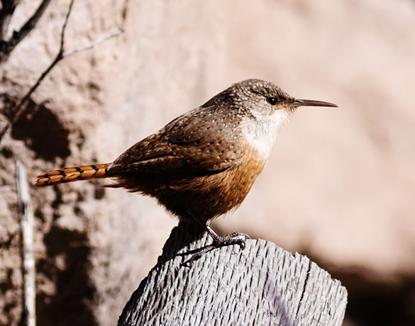 Canyon Wren Catherpes mexicanus