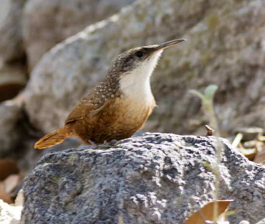 Canyon Wren Catherpes mexicanus