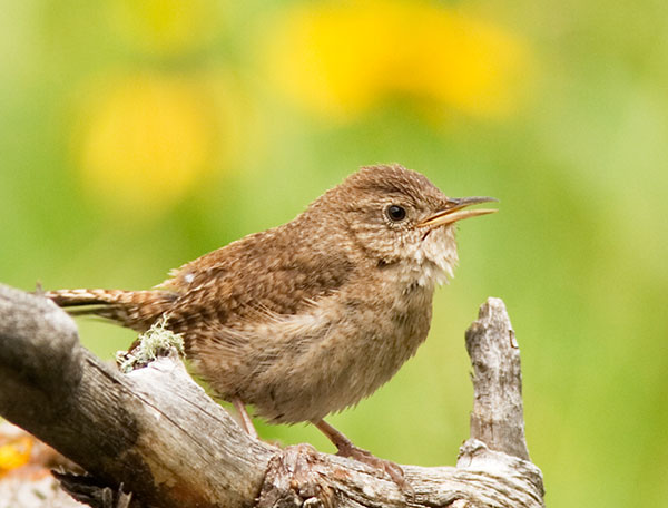 House Wren, juvenile, Troglodytes aedon