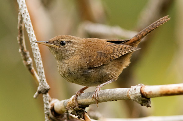 House Wren, juvenile, Troglodytes aedon