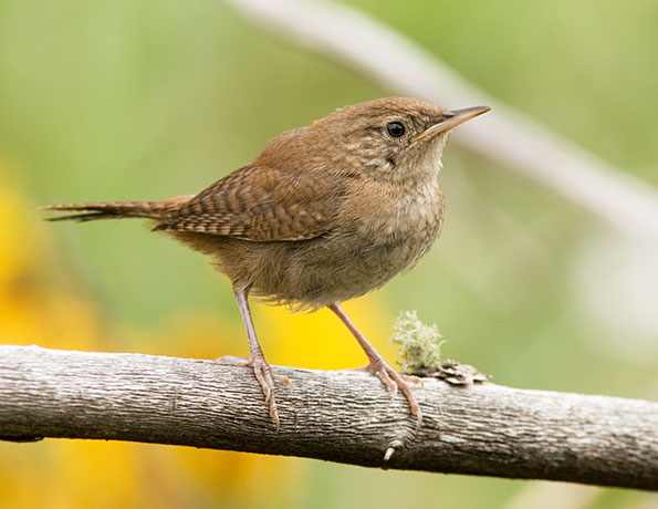 House Wren, juvenile, Troglodytes aedon