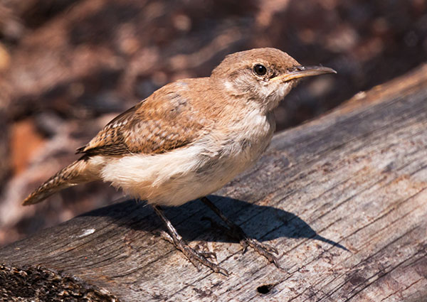 House Wren Troglodytes aedon