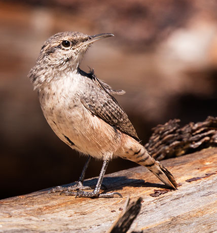 House Wren Troglodytes aedon
