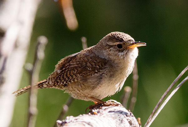 House Wren Troglodytes aedon