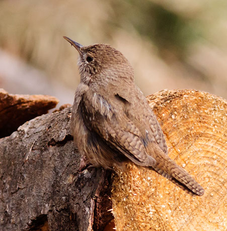 House Wren Troglodytes aedon