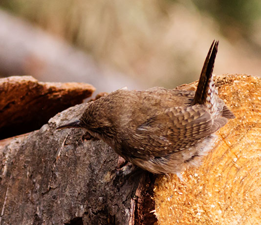 House Wren Troglodytes aedon