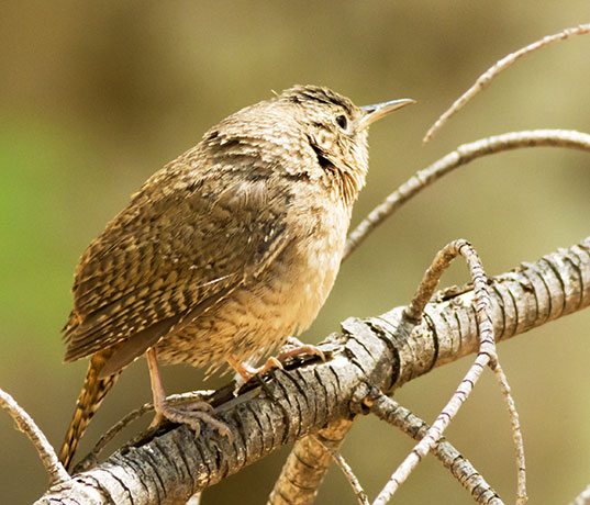 House Wren Troglodytes aedon