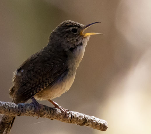 House Wren Troglodytes aedon