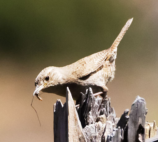 House Wren Troglodytes aedon