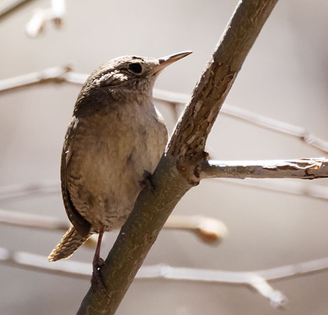 House Wren Troglodytes aedon