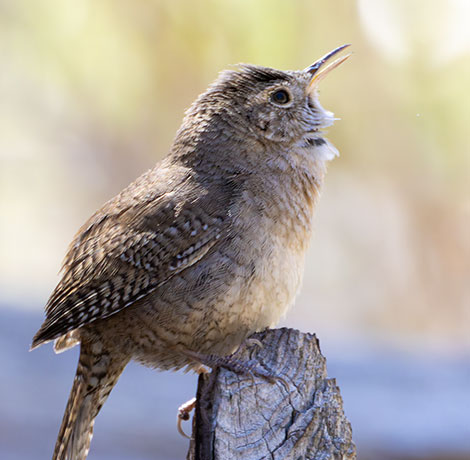House Wren Troglodytes aedon
