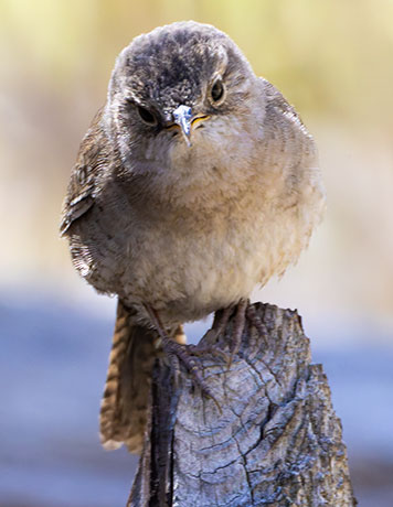 House Wren Troglodytes aedon