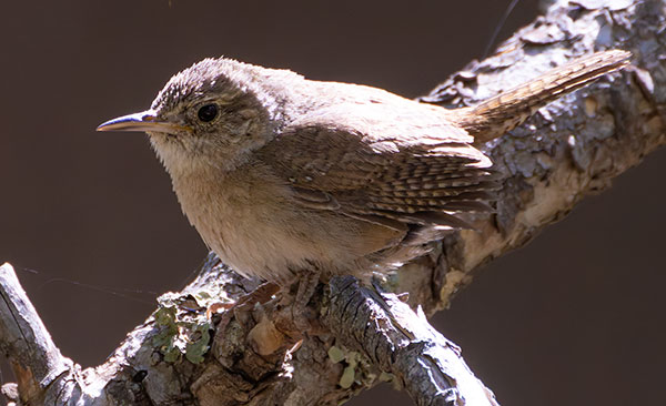 House Wren Troglodytes aedon