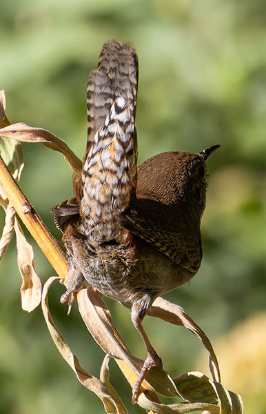 House Wren Troglodytes aedon