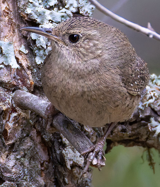 House Wren Troglodytes aedon