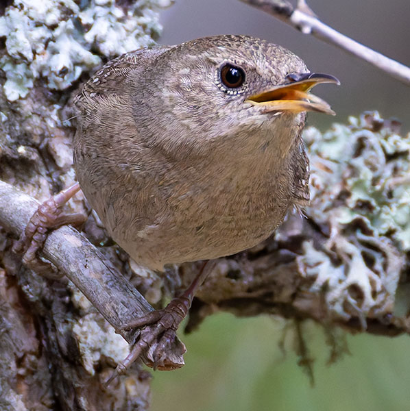 House Wren Troglodytes aedon
