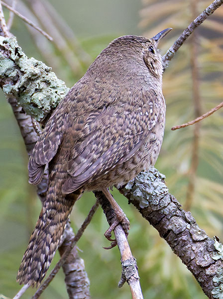House Wren Troglodytes aedon