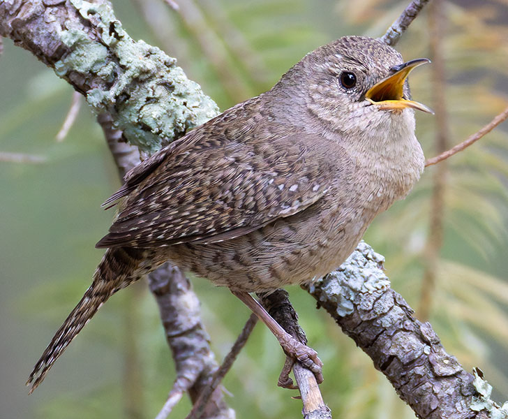House Wren Troglodytes aedon