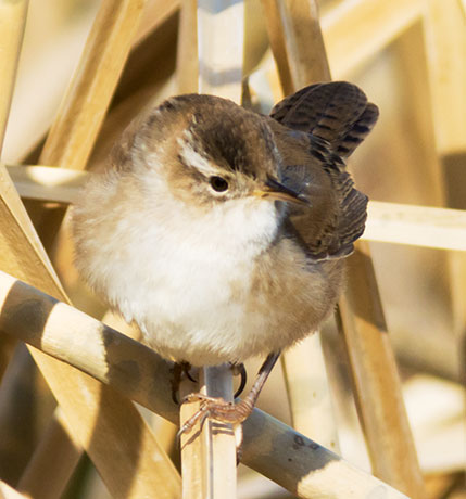 Marsh Wren Cistothorus palustris 