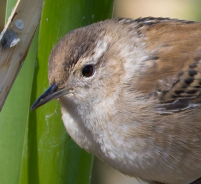 Marsh Wren Cistothorus palustris 