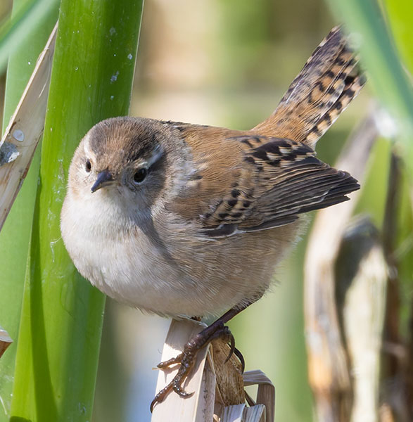 Marsh Wren Cistothorus palustris 
