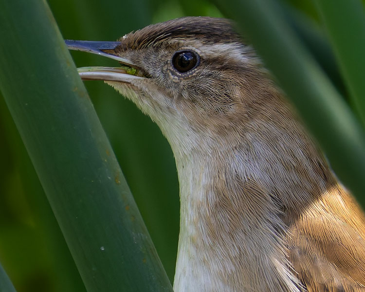 Marsh Wren Cistothorus palustris 