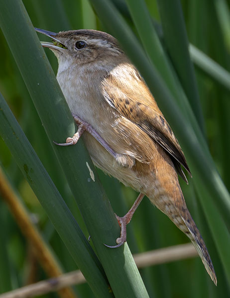 Marsh Wren Cistothorus palustris 