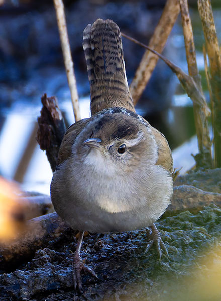 Marsh Wren Cistothorus palustris 