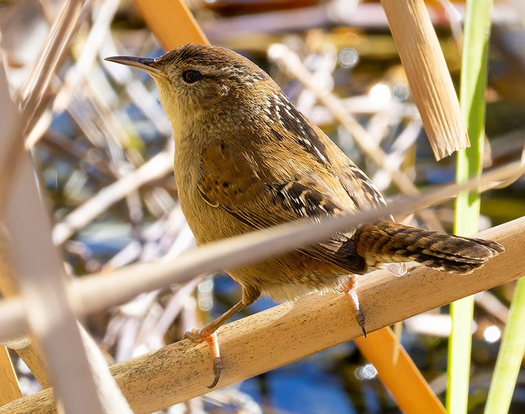 Marsh Wren Cistothorus palustris 