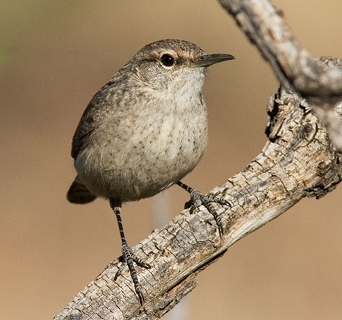 Rock Wren Salpinctes obsoletus 