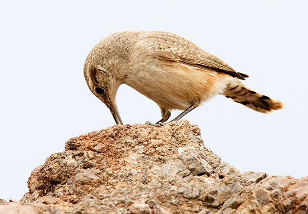 Rock Wren Salpinctes obsoletus 