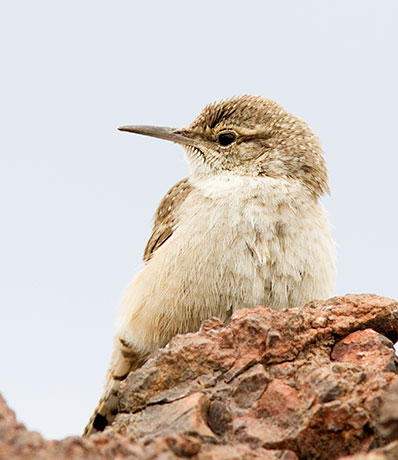 Rock Wren Salpinctes obsoletus 