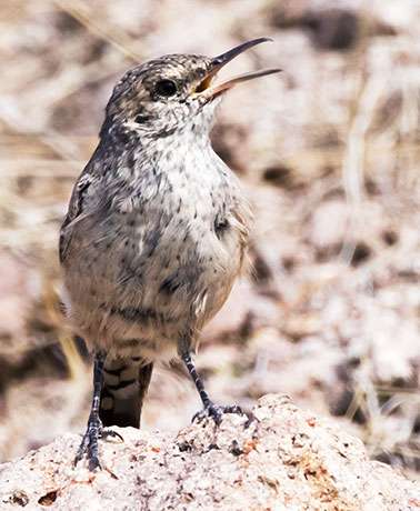 Rock Wren Salpinctes obsoletus 