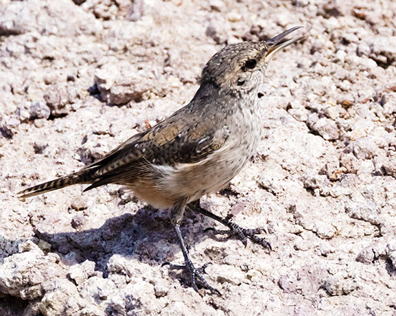 Rock Wren Salpinctes obsoletus 