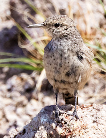 Rock Wren Salpinctes obsoletus 
